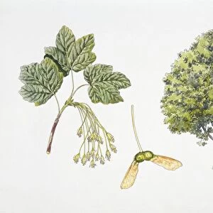 Italian Maple (Acer opalus) plant with flower, leaf and samara, illustration