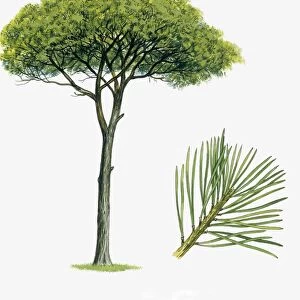 Italian Stone Pine Pinus pinea, illustration