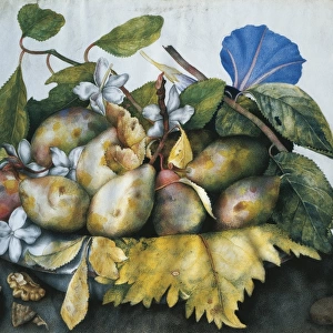 Italy, Florence, Dish of plums with jasmine and walnuts