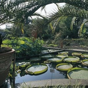 Italy, Veneto Region, Padua, pond with Victoria Cruziana water lilies at botanical garden