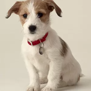 Jack Russell puppy (Canis familiaris)