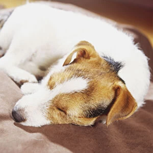 Jack Russell Terrier (Canis familiaris) lying down, sleeping, front view