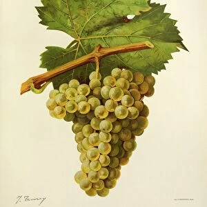 Jacquere grape, illustration by J. Troncy