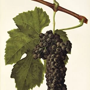 Jacquez grape, illustration by J. Troncy