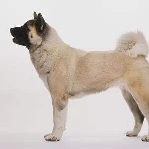 Japanese Akita (Canis familiaris) standing, side view