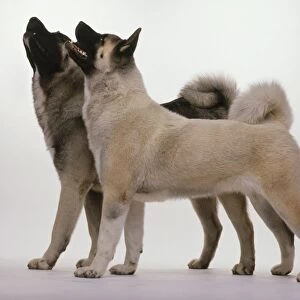 Two Japanese Akita dos, standing and looking up