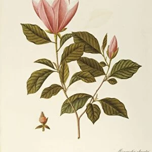 Japanese Bigleaf Magnolia (Magnolia obovata Thunb), Magnoliaceae by Angela Rossi Bottione, watercolor, 1812-1837