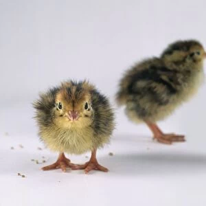 Japanese quail (Coturnix Japonica) chicks, one facing forward, the other in the background, facing away