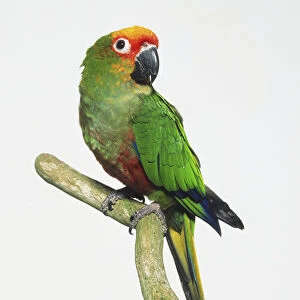 Jardines Parrot (Poicephalus gulielmi fantiensis) on a branch and looking to one side