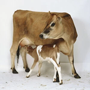 Jersey cow aged 2 years, young tan and white coloured calf standing under mothers belly, sucklilng from her udders, side view