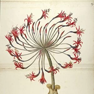 Josephines lily (Brunsvigia josephinae), Amaryllidaceae by Maddalena Lisa Mussino, watercolor, 1838-1840