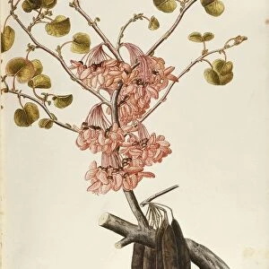 Judas Tree (Cercis siliquastrum), Fabaceae, deciduous tree native to Mediterranean regions, watercolor, 1753