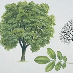 Juglandaceae - Persian or English walnut Juglans regia, illustration