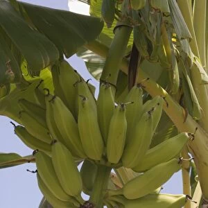 Kenya, Lamu Archipelago, Pate Island, banana tree bearing fruit