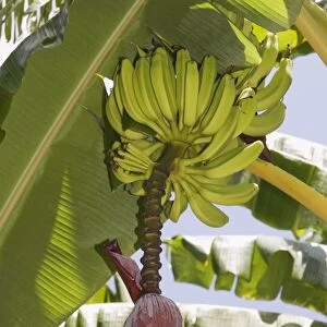 Kenya, Lamu Archipelago, Pate Island, banana tree bearing fruit and flower