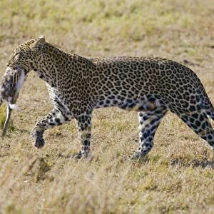 Kenya, Masai Mara National Reserve, leopard carrying rabbit, side view