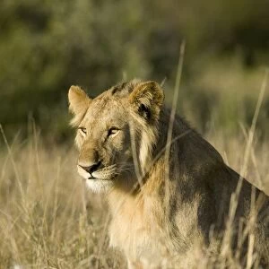 Kenya, Masai Mara National Reserve, a young male lion in the grass