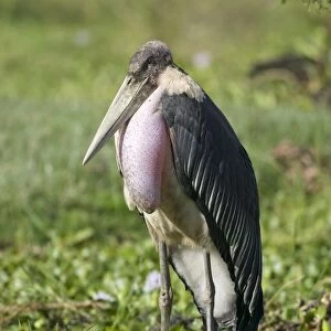 Kenya, Rift Valley, a marabou stork on the shore of Lake Naivasha