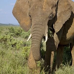 Kenya, Samburu National Reserve, African elephant (Loxodonta africana) walking through grass, front view