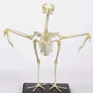 Kestrel skeleton with wings out to sides, front view
