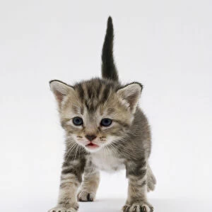 A kitten standing ready to walk