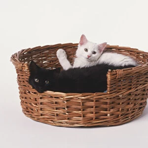 Two Kittens (Felis catus) lying in wicker basket, looking at camera