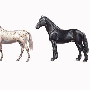 Knabstrup horse and friesian horse (Equus caballus), illustration