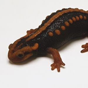 Also known as the Crocodile Newt, it has a broad head with rounded jaw, robust body with prominent, bright orange dorsal ridge, prominent, bright orange warts marking the ends of the ribs, and large paratoid glands producing distasteful secretions