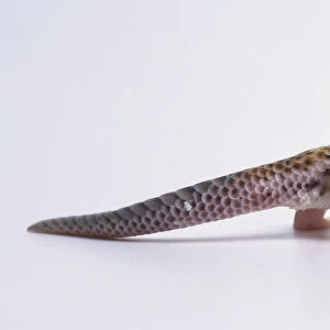 Also known as the Skink Gecko, this relatively large gecko has long legs, cylindrical body, a large, powerful head, and protruding eyes. Coloration consists of a pale sandy background with darker bands or stripes. Large tail scales rasp together