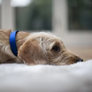 Labradoodle puppy wearing blue dog collar lying down on rug on the floor, close-up