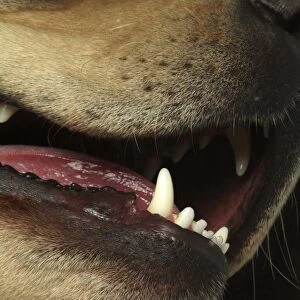 Labrador with open mouth showing sharp teeth and tongue, close up