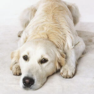 Labrador Retriever (Canis familiaris), lying on the floor, facing forward