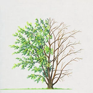 Laburnum alpinum (Scotch laburnum)