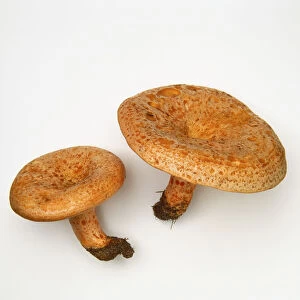 Lactarius deliciosus (Saffron milk cap), brown mushrooms