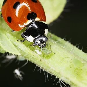 Ladybird feeding on greenflies (aphids), close-up