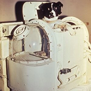 Laika, the first dog in space, in the sputnik 2 capsule