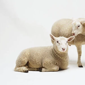 Two lambs (Ovis aries), one lying down and the other standing up