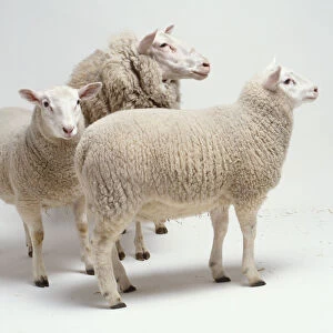 Two lambs, twelve weeks old, cream coloured woolly coat, upright pink ears, dark brown hooves, standing with mother, ewe has very thick darker coat, small ears