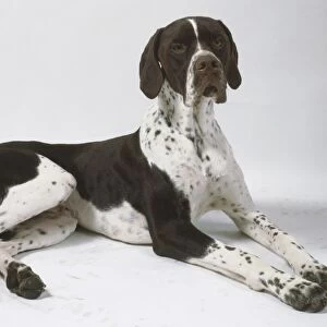 A lanky English pointer with a short brown and white coat lies on the floor with its long lean forelegs extended