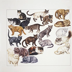 Large group of African Wildcats (Felis silvestris lybica), illustration