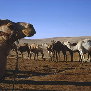 Large herd of camels at a watering hole south of Amman, Jordan