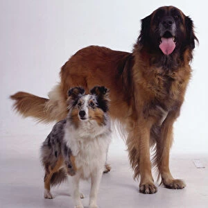 A large panting dog with thick reddish-brown fur stands beside a smaller white, black and tan dog