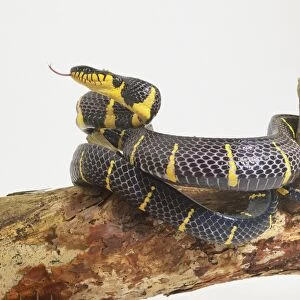 This is one of the largest arboreal snakes in Asia. It is glossy black, with yellow bars on the sides, yellow lips and throat, a black-and-yellow underside, and grey eyes with vertical pupils. The fork tongue of this snake is also visible