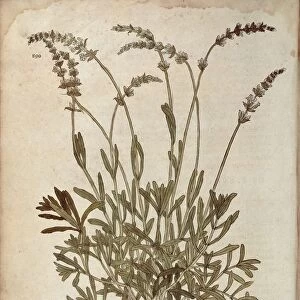 Lavender - Lavandula spica (Pseudonardus mas) by Leonhart Fuchs from De historia stirpium commentarii insignes (Notable Commentaries on the History of Plants), colored engraving, 1542