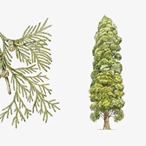 Lawsons Cypress (Chamaecyparis lawsoniana) plant with flower, leaf and seed, illustration
