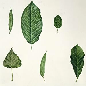Leaf shapes lanceolate, ovate, elliptic, cordate, deltoid, oblanceolate, falcate, illustration