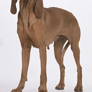 A lean light brown Segugio Italiano bitch with long dangling ears and slender legs, standing facing the camera