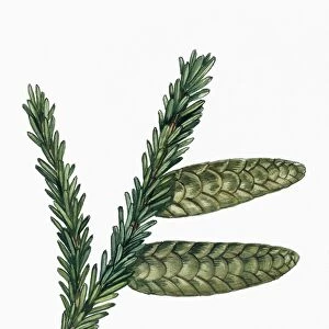 Leaves and cones of Caucasian Spruce Picea orientalis, illustration