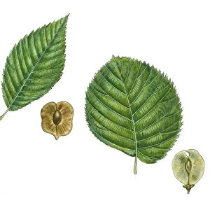 Leaves and fruit samaras of Siberian elm Ulmus pumila and English elm Ulmus procera, illustration