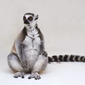 Lemur (Lemur catta), sitting upright showing white belly, one hand resting on knee, long, bushy ringed tail stretched out to side, tree branch on floor and walls in background